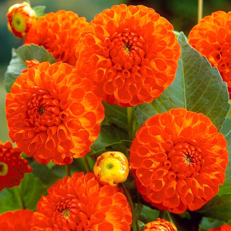 New Baby Ball Dahlia - Image 2