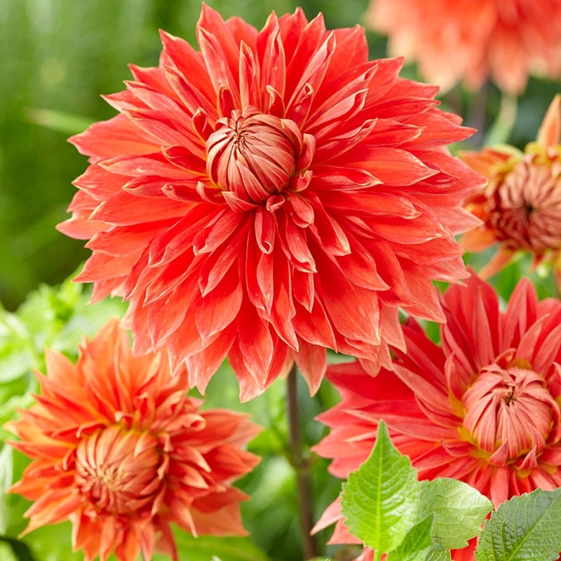 Rainbow Dahlia Collection - Image 3