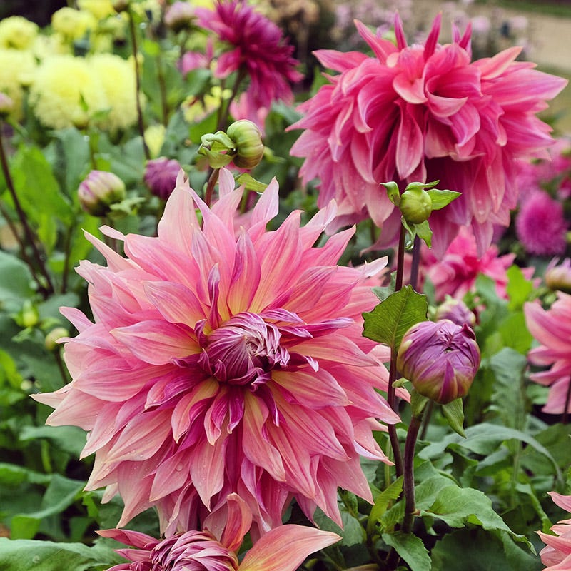 Pretty In Pink Dahlia Collection - Image 4