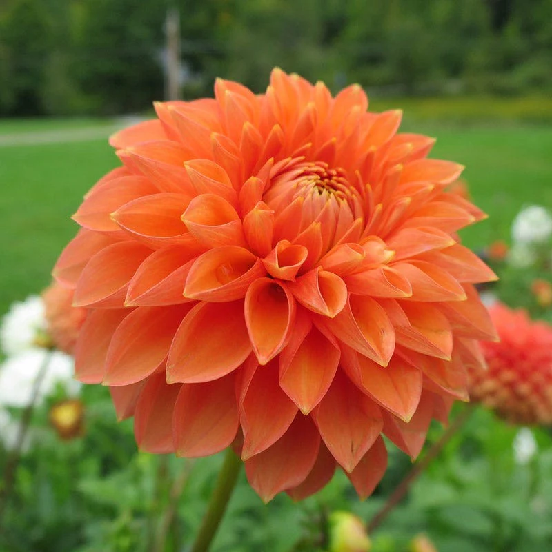 Popsicle Dahlia Collection - Image 4