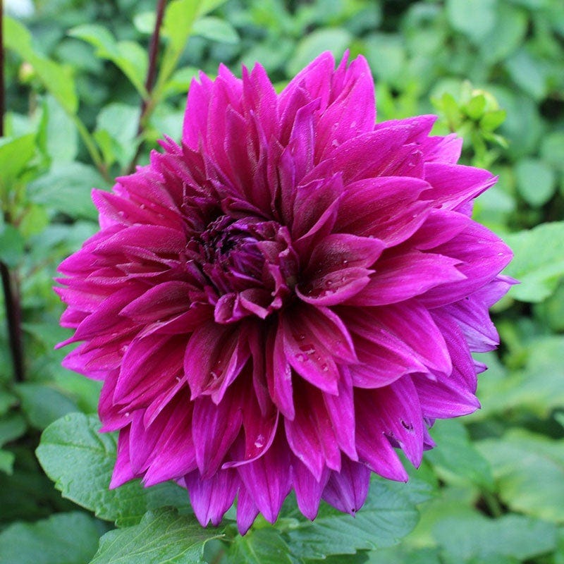 Popsicle Dahlia Collection - Image 5