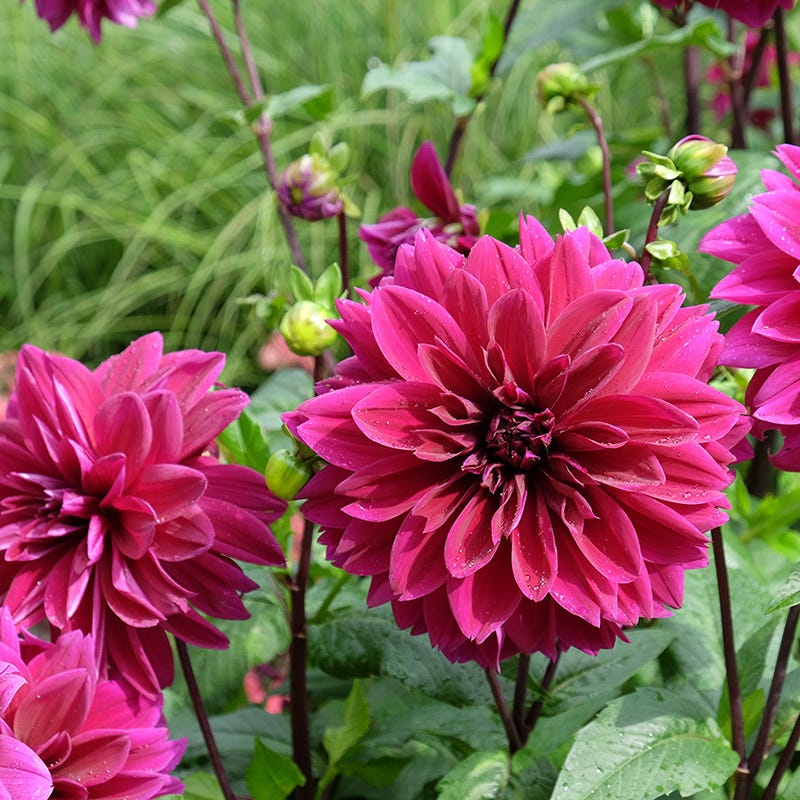 Purple Paradise Dahlia Collection - Image 2