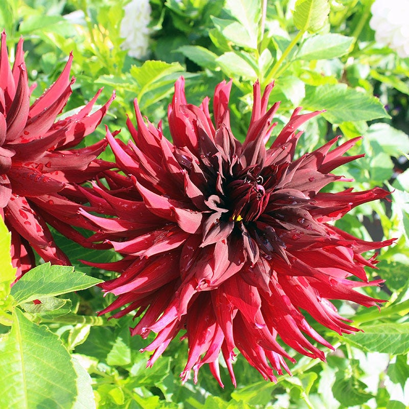 Rip City Decorative Dahlia - Image 2