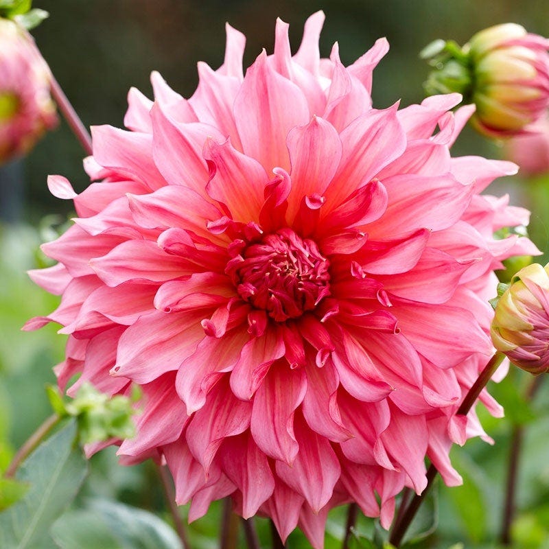 Strawberry Rhubarb Dahlia Collection - Image 3