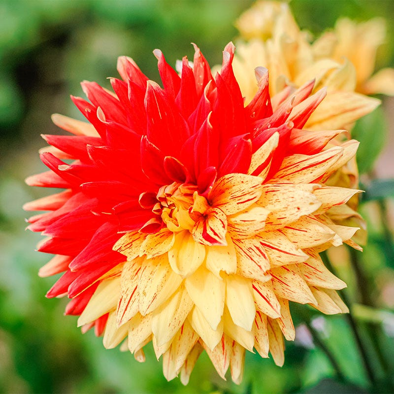Striped Vulcan Semi Cactus Dahlia - Image 3