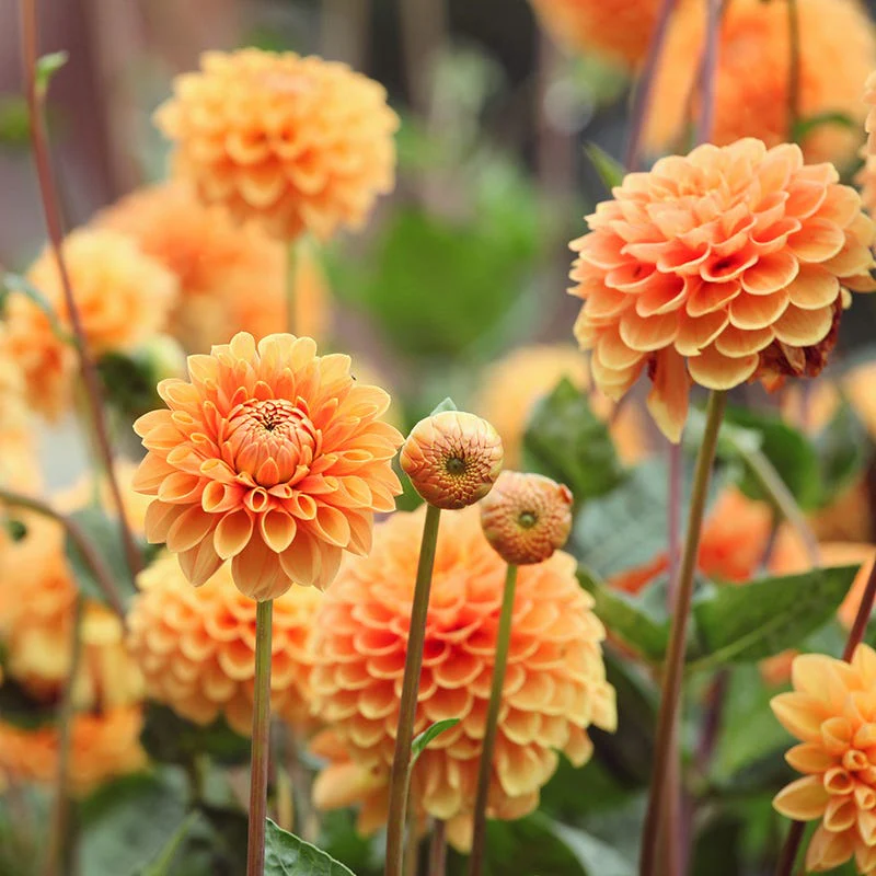 Sylvia Ball Dahlia - Image 2
