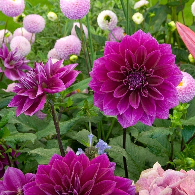 Thomas Edison Dinner Plate Dahlia - Image 5