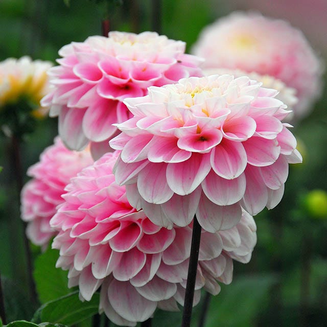 Tranquil Trio Dahlia Collection - Image 2