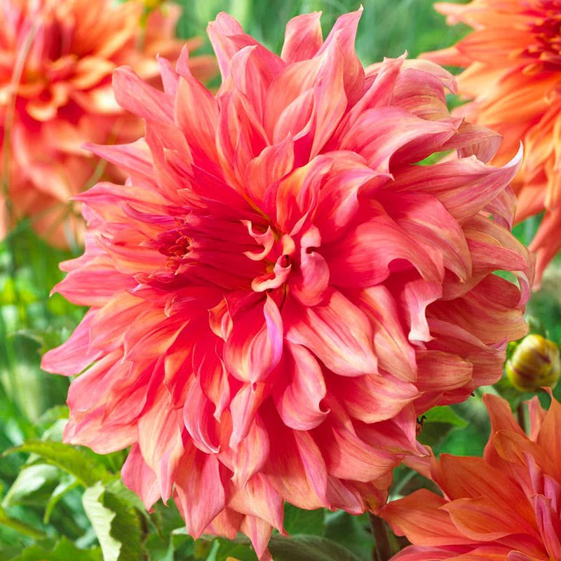 Belle of Barmera Dinner Plate Dahlia - Image 3