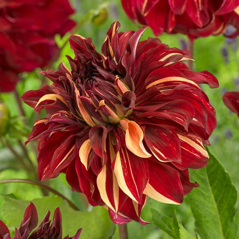 Bohemian Spartacus Dinner Plate Dahlia - Image 2