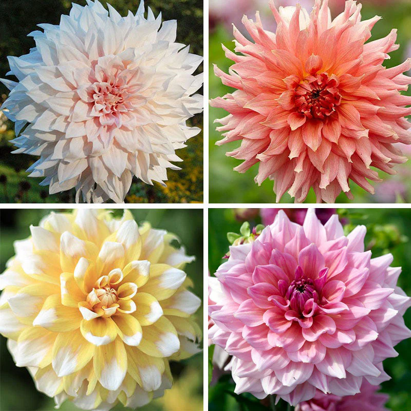 Cupcake Dinner Plate Dahlia Collection