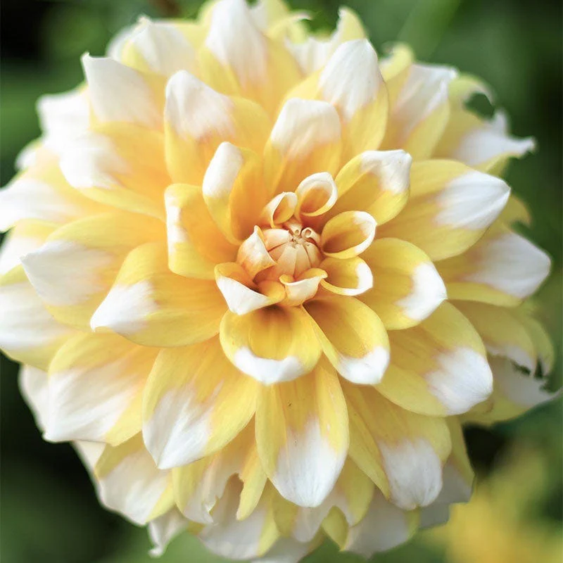 Cupcake Dinner Plate Dahlia Collection - Image 4