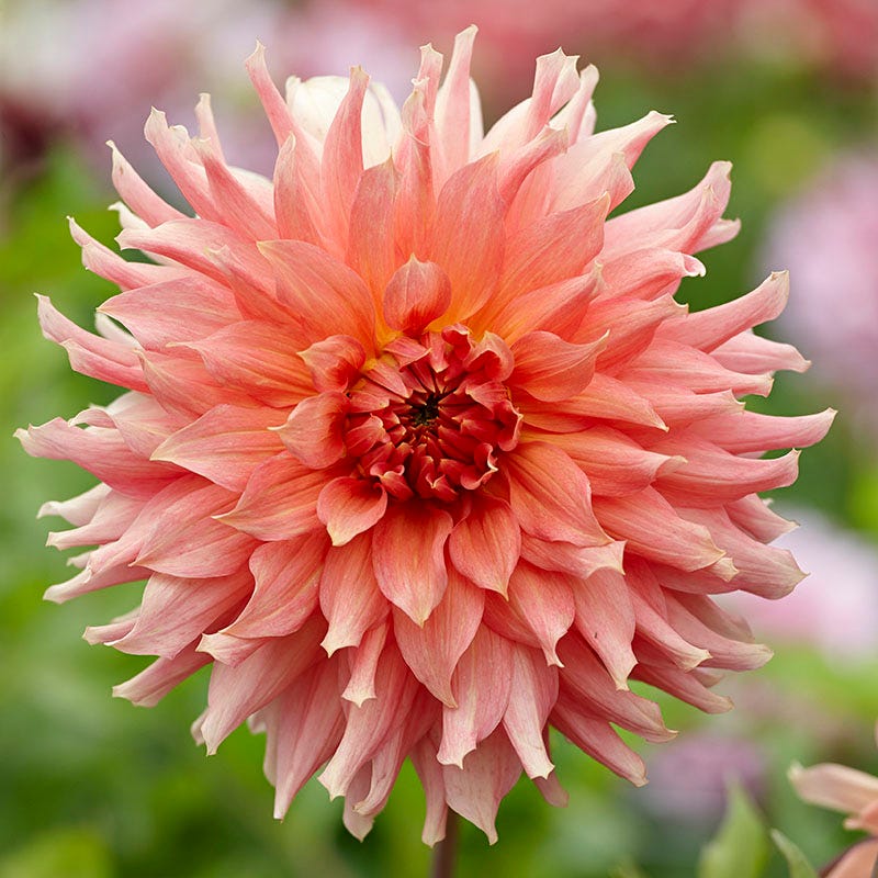 Southern Peach Dahlia Collection - Image 4