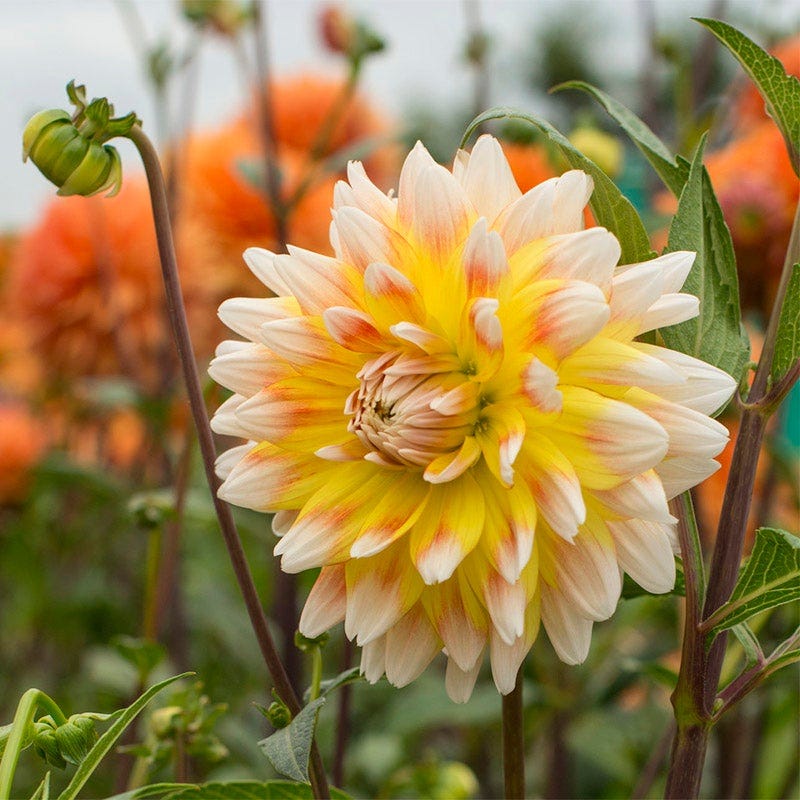 Midsummer's Eve Dinner Plate Dahlia Collection - Image 3
