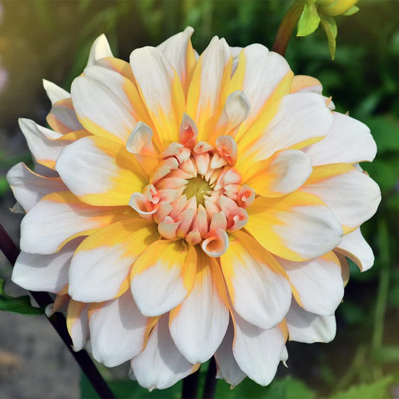 Seattle Dinner Plate Dahlia - Image 2