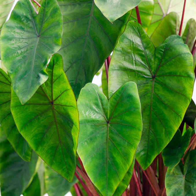 Royal Hawaiian® Hawaiian Punch Elephant Ear - Image 3
