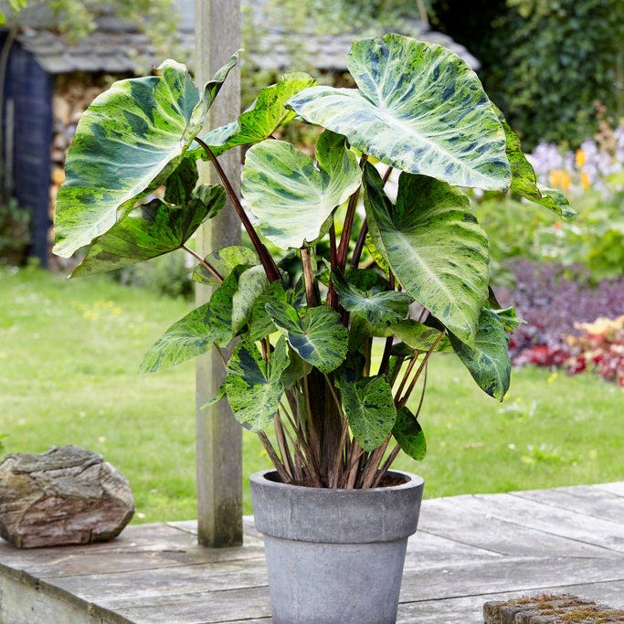 Touch of Drama Elephant Ear Collection - Image 3
