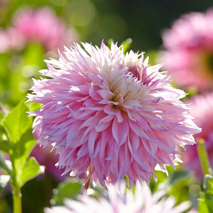 Pinelands Princess Fimbriata Dahlia - Image 2