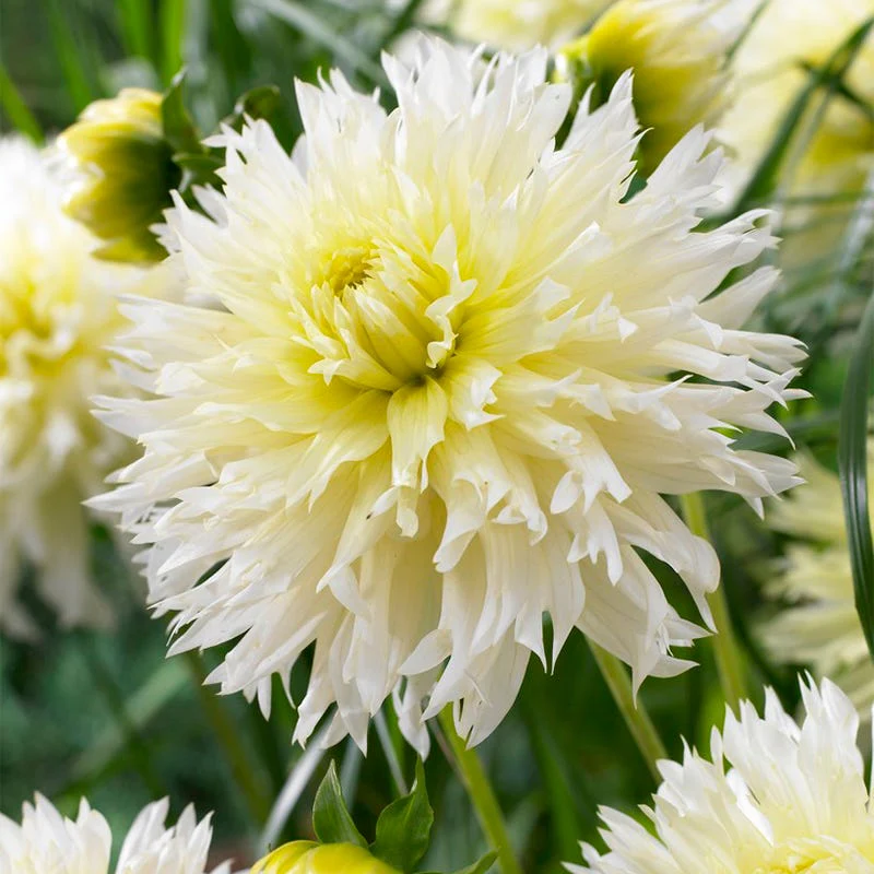 Ice Crystal Fimbriata Dahlia - Image 2