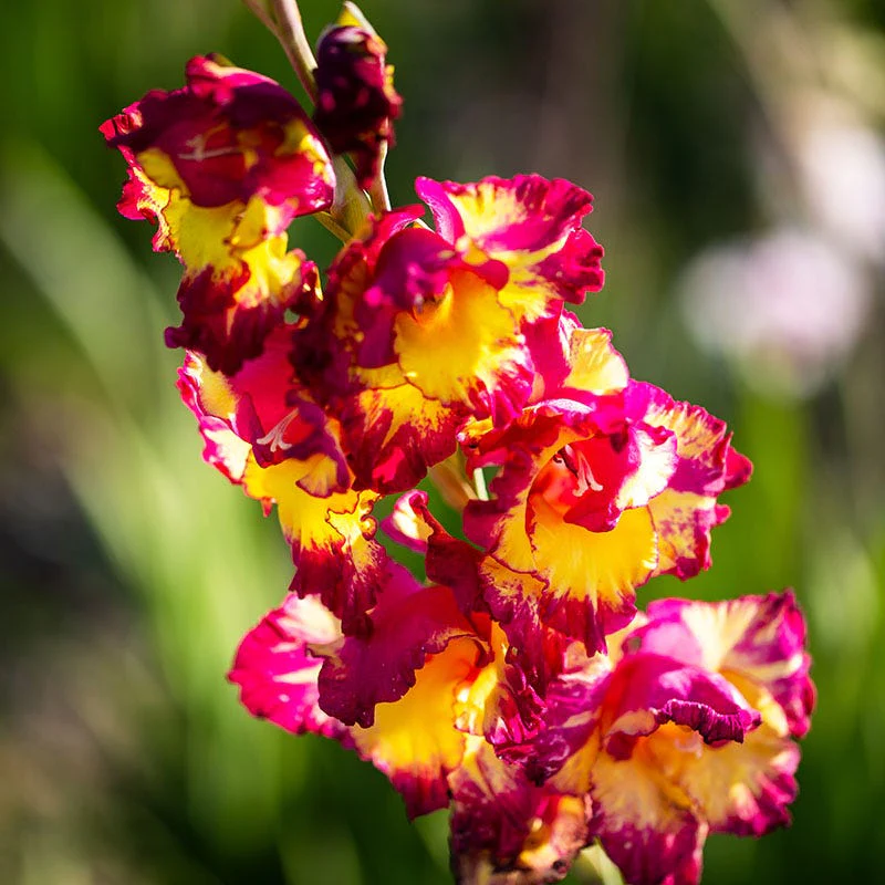 Colorful Cutting Garden Bulb Collection - Image 2