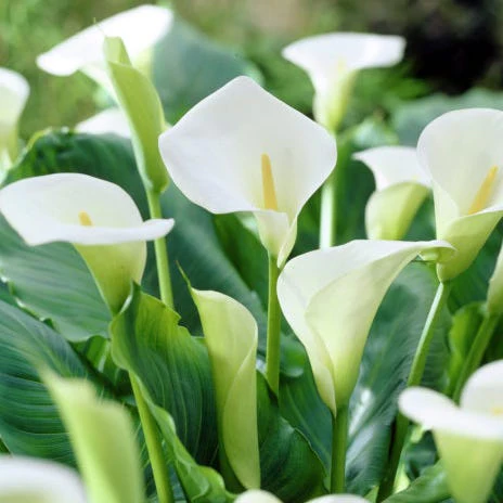 Elegance Bouquet Collection (Late-Summer Flowers) - Image 2