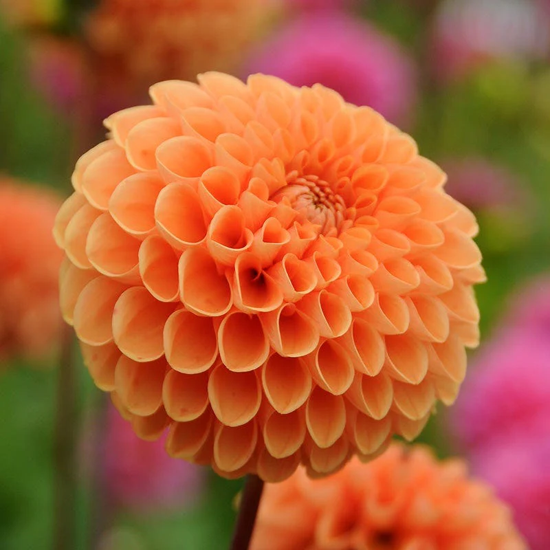 Elegance Bouquet Collection (Late-Summer Flowers) - Image 3