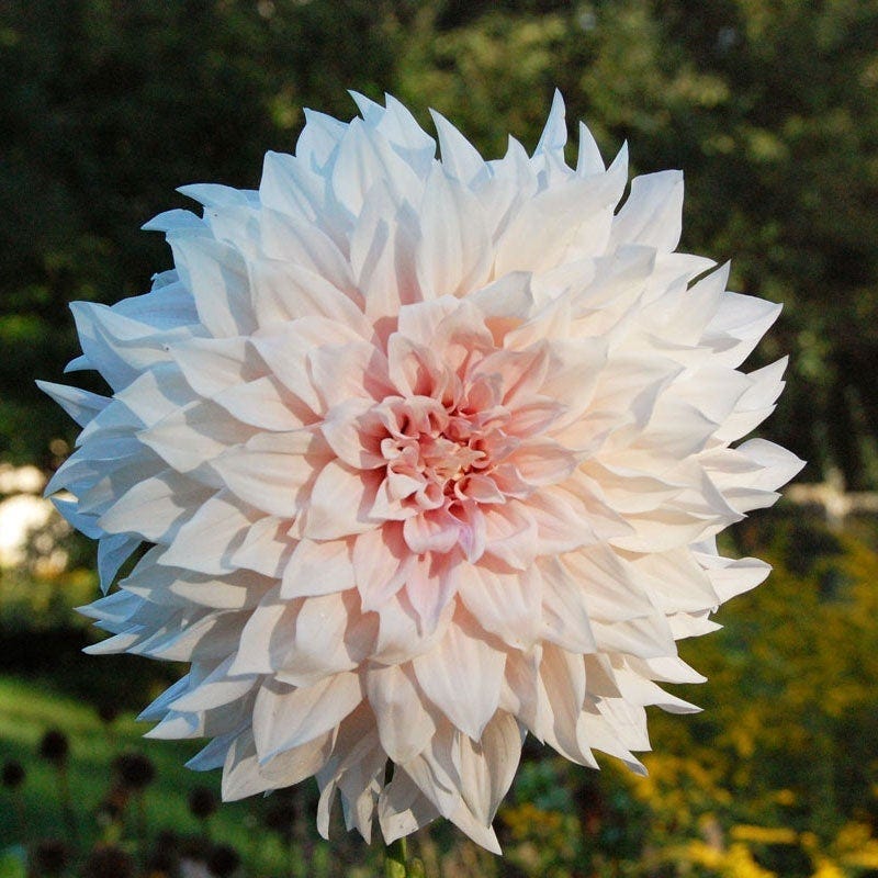 Elegance Bouquet Collection (Late-Summer Flowers) - Image 5