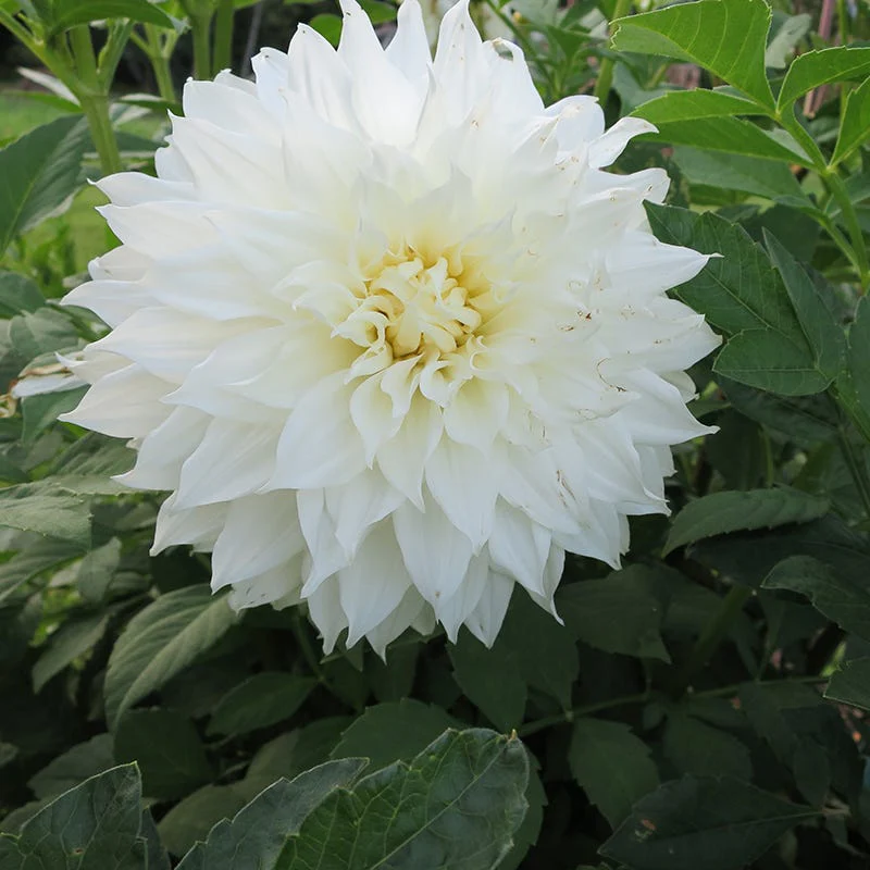 Elegance Bouquet Collection (Late-Summer Flowers) - Image 7
