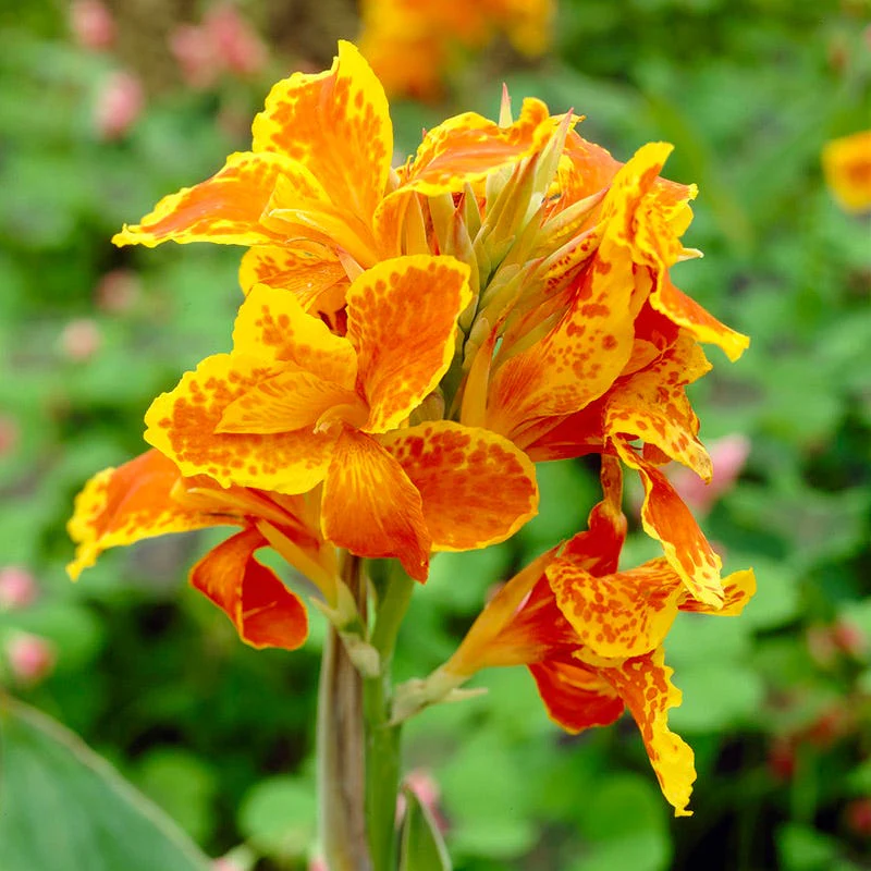 Hot Summer Heights Bulb Collection - Image 2