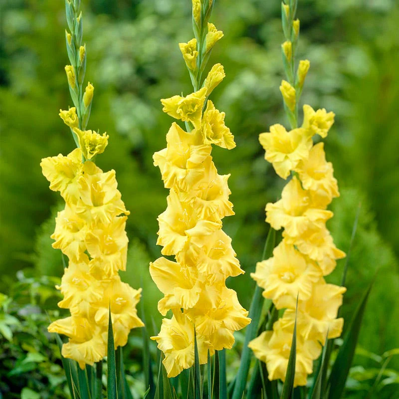 Rustic Bouquet Collection (Mid-Summer Flowers) - Image 3