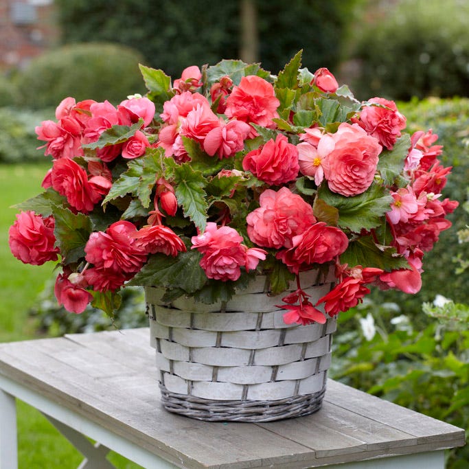 Shade Porch Pink Bulb Collection - Image 2