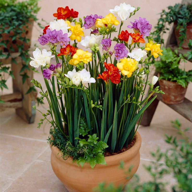 Double Freesia Mix - Image 2