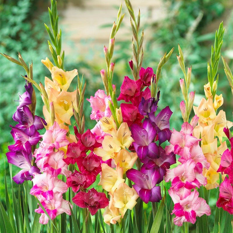 Mardi Gras Gladiolus Mix - Image 2