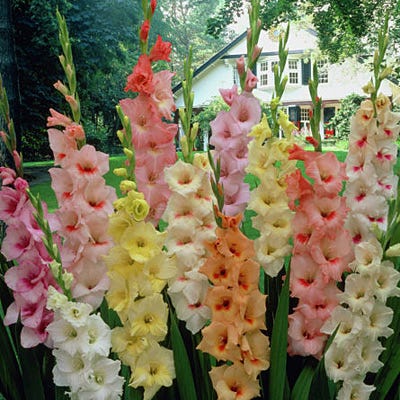 Pastel Gladiolus Mix - Image 2