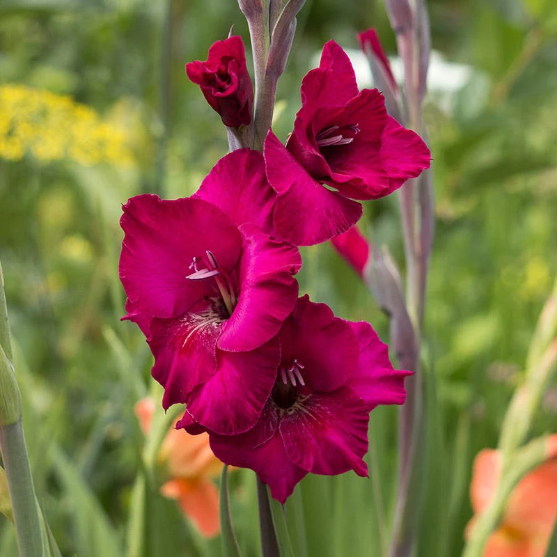 Rainbow Gladiolus Collection - Image 2