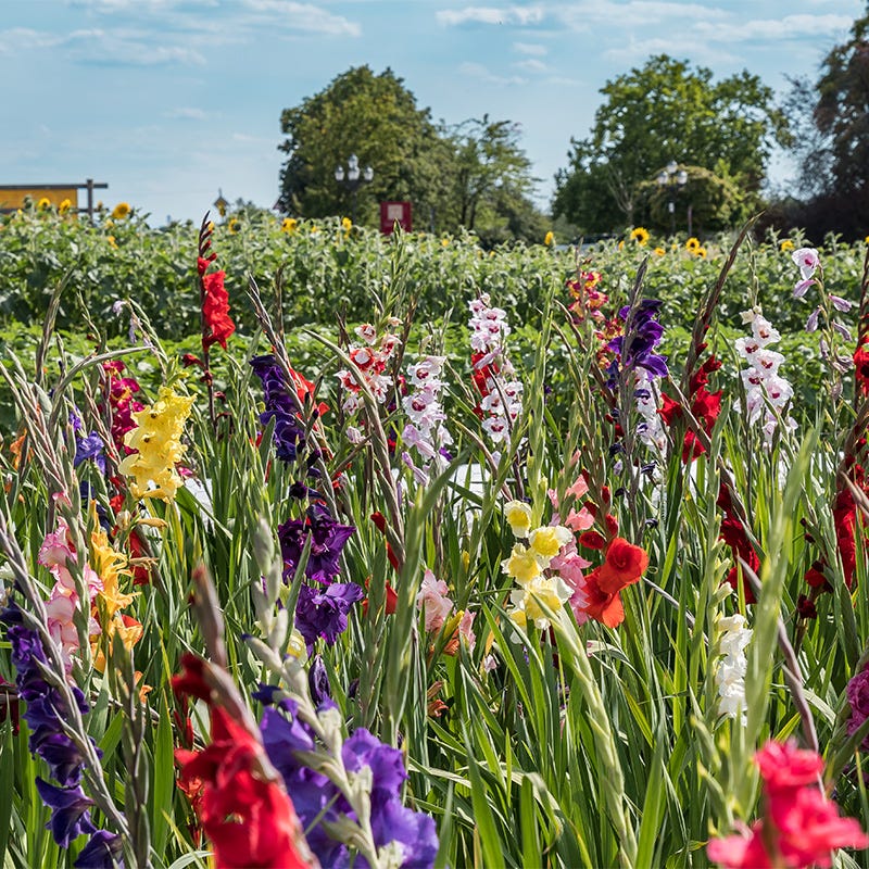 Rainbow Gladiolus Mix - Image 3