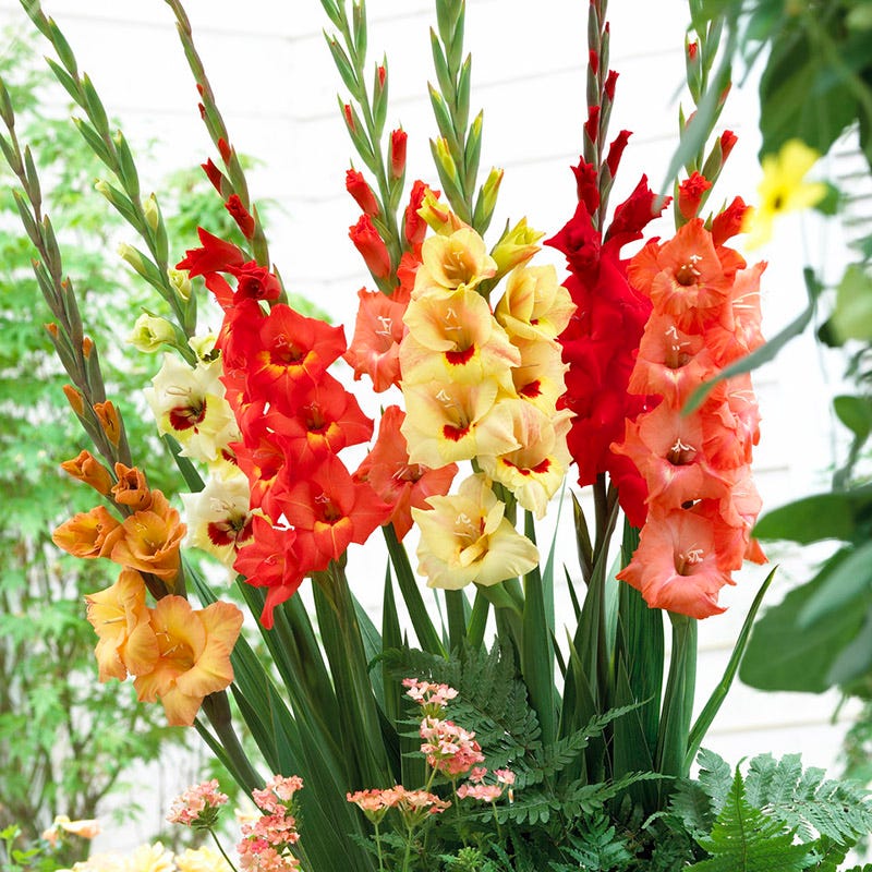 Sunrise Gladiolus Mix