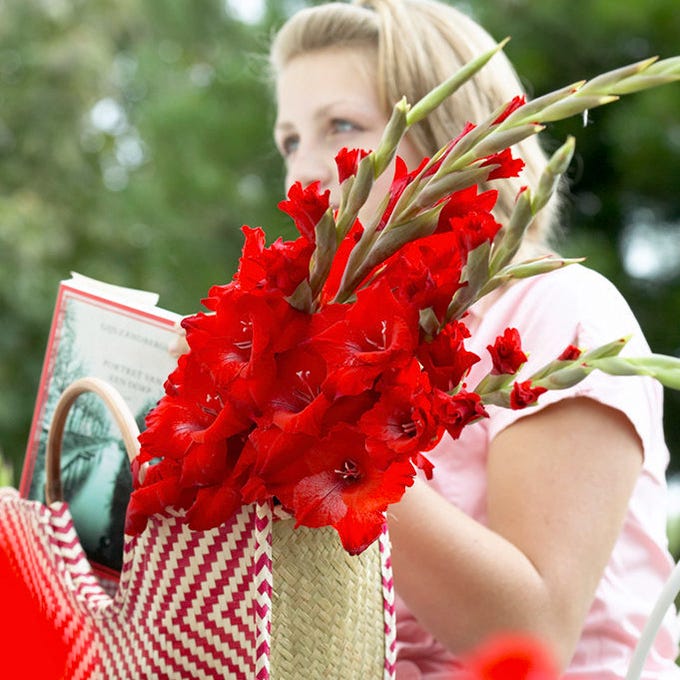 Traderhorn Gladiolus - Image 2
