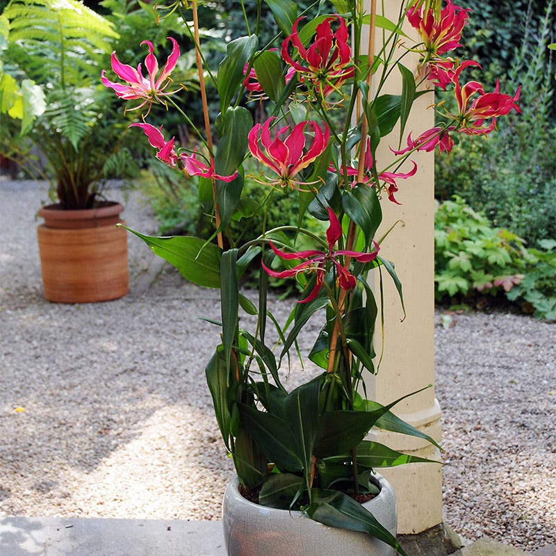 Gloriosa Lily - Image 2