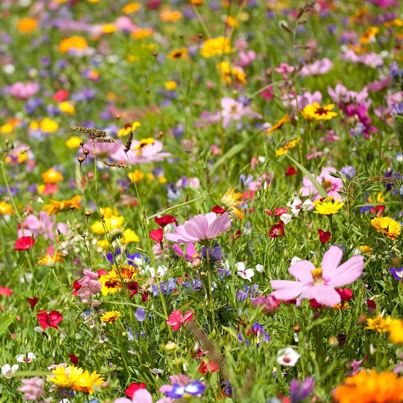 Spring Into Summer Seasonal Wildflower Seed Mix