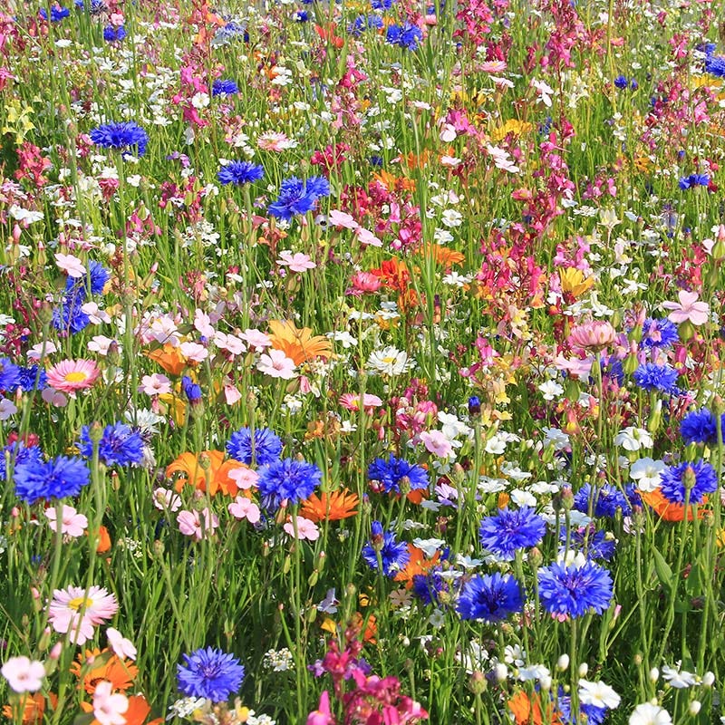 Spring Into Summer Seasonal Wildflower Seed Mix - Image 2