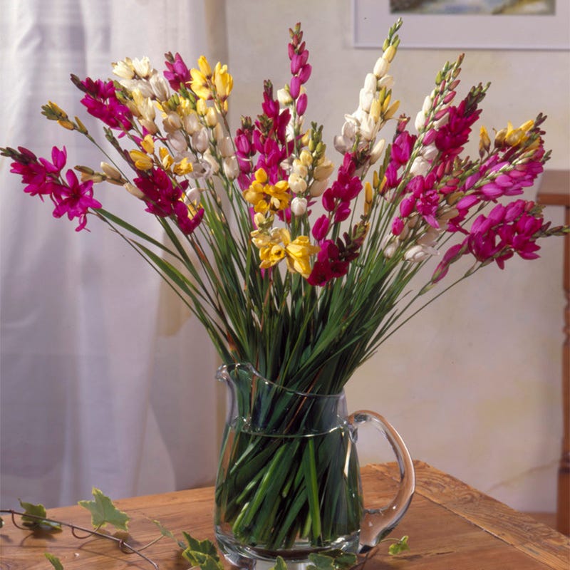 Ixia Mix - Image 5