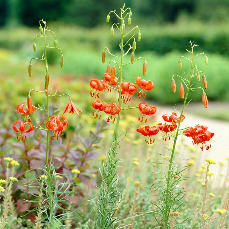 Turk's Cap Lily Bulbs - Image 2