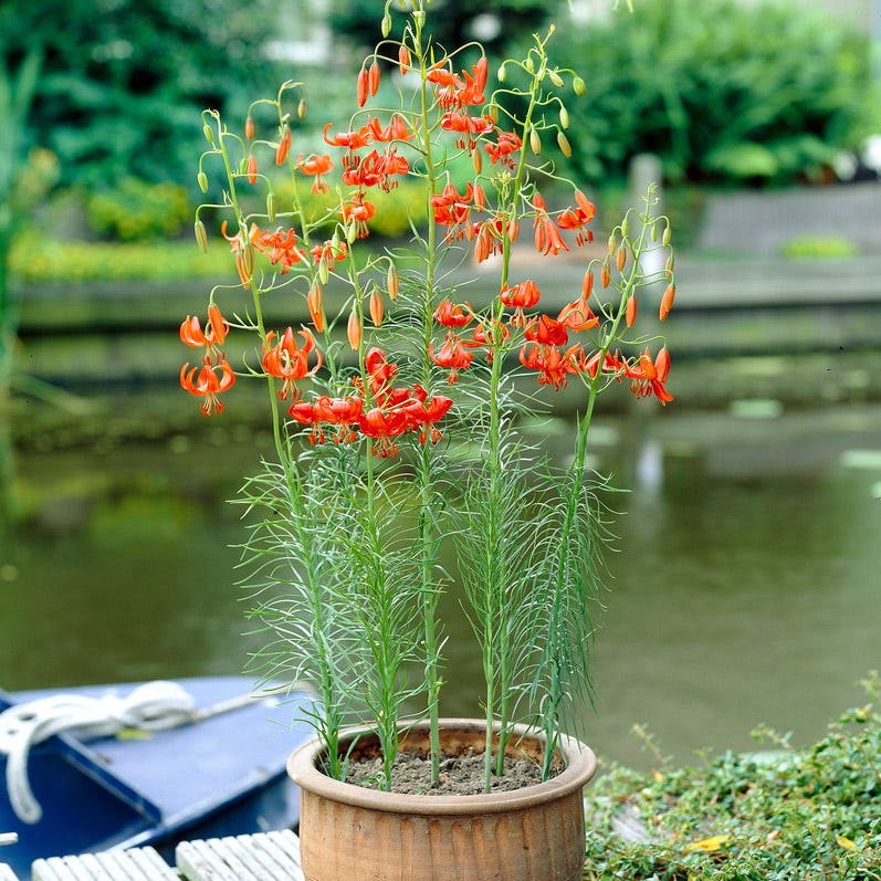 Turk's Cap Lily Bulbs - Image 3