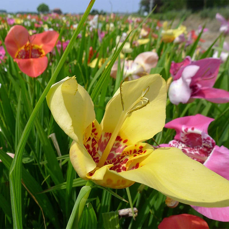Mexican Shellflower Mix - Image 2