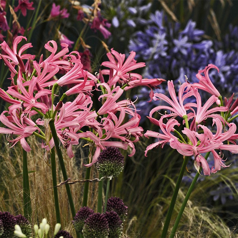 Nerine Lily