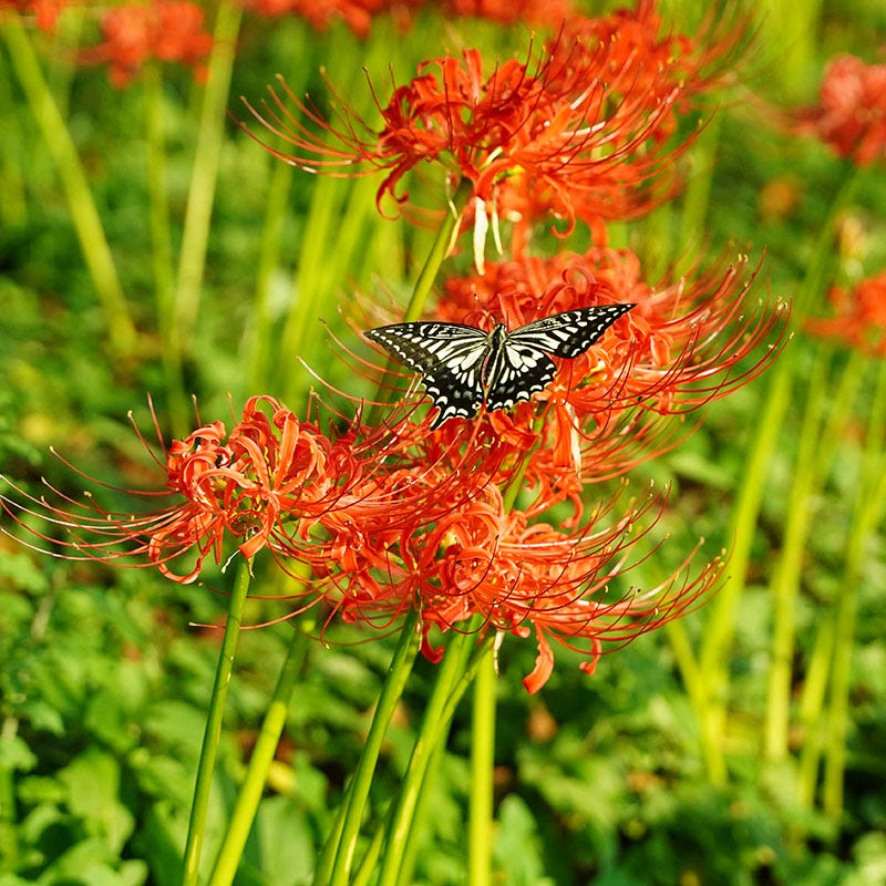 Red Nerine Lily - Image 2