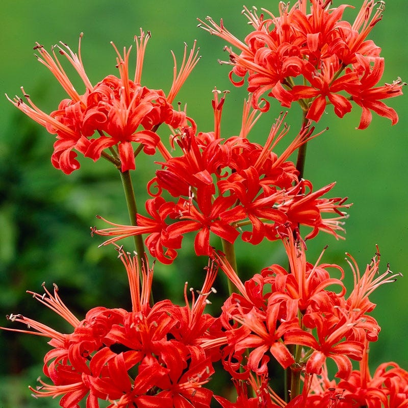 Red Nerine Lily - Image 4