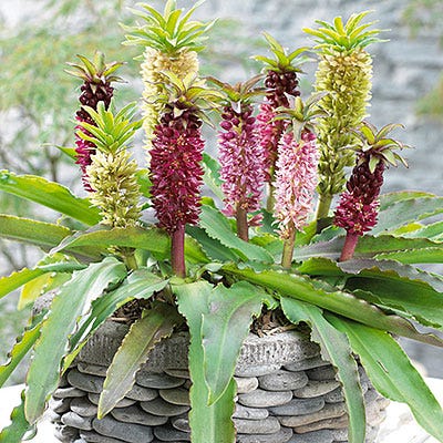 Pineapple Lily Mix - Image 2