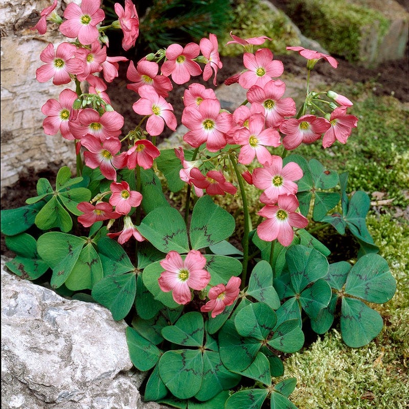 Pink Shamrock - Image 2